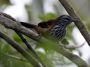 Day02 - 25 * Rusty-backed Antwren